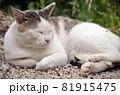 ねこ　ネコ　猫　保護ネコ　ノラ猫 81915475