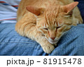 ねこ　ネコ　猫 81915478