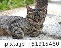 ねこ　ネコ　猫　保護ネコ　ノラ猫 81915480