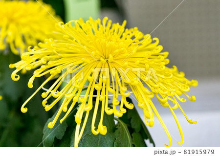 埼玉県川越市 小江戸 川越菊まつり 埼玉県川越市 小江戸 川越菊まつり 81915979