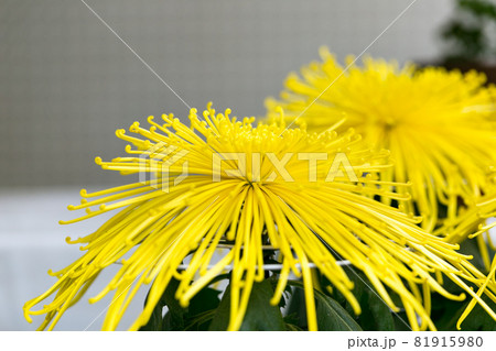 埼玉県川越市　小江戸　川越菊まつり 81915980