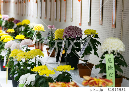 埼玉県川越市　小江戸　川越菊まつり 81915981