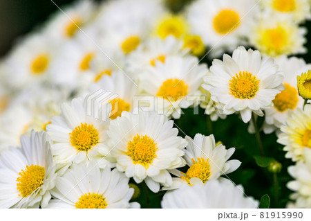 埼玉県川越市 小江戸 川越菊まつり 埼玉県川越市 小江戸 川越菊まつり 81915990