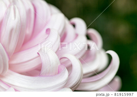 埼玉県川越市　小江戸　川越菊まつり 81915997