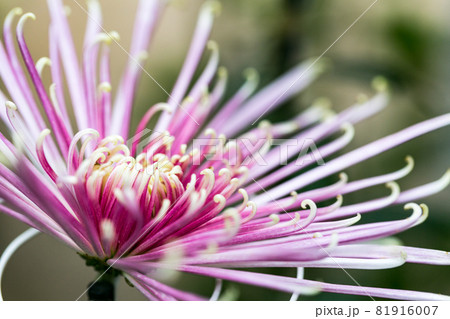 埼玉県川越市　小江戸　川越菊まつり 81916007