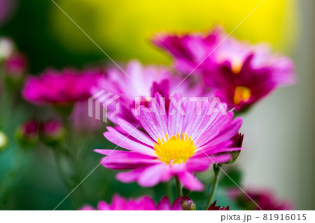 埼玉県川越市　小江戸　川越菊まつり 81916015