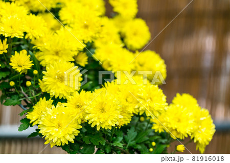 埼玉県川越市　小江戸　川越菊まつり 81916018