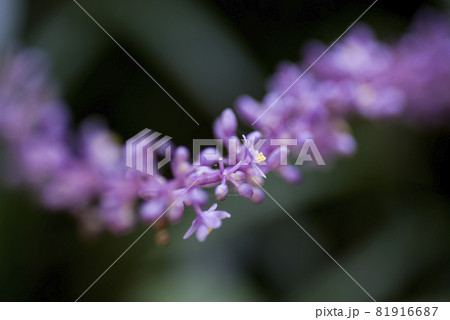 紫色のヤブランの花が咲いています。学名はLiriope muscariです。 紫色のヤブランの花が咲いています。学名はLiriope muscariです。 81916687