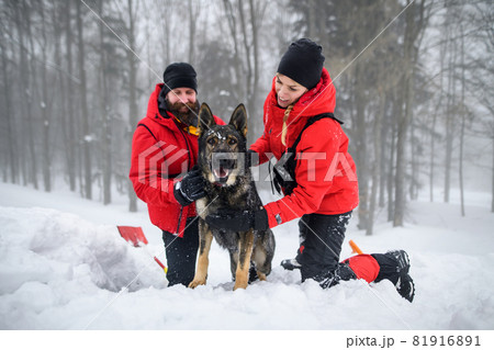 Mountain rescue service with dog on operation outdoors in winter in forest, digging snow. 81916891