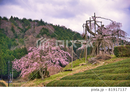 畑のしだれ桜 滋賀県信楽町2021 畑のしだれ桜 滋賀県信楽町2021 81917137