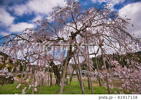 畑のしだれ桜 滋賀県信楽町2021 畑のしだれ桜 滋賀県信楽町2021 81917138