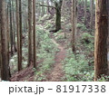 杉林の登山道 81917338