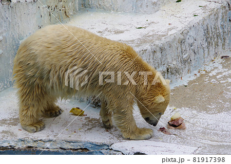 シロクマ ホウちゃん 赤ちゃん 可愛いホッキョクグマ 天王寺動物園 の写真素材