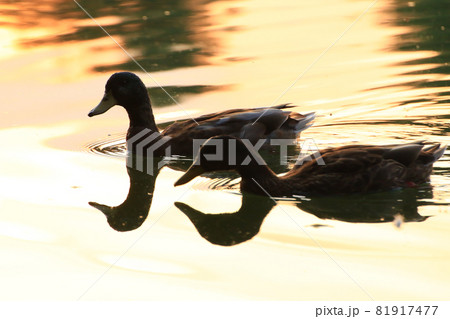 The wild goose float in the evening lake while the golden light reflected in the beautiful water surface. 81917477