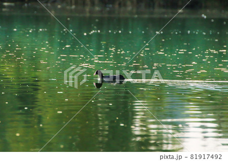 wild ducks on the lake near danube river in Germany. view trough the grass 81917492