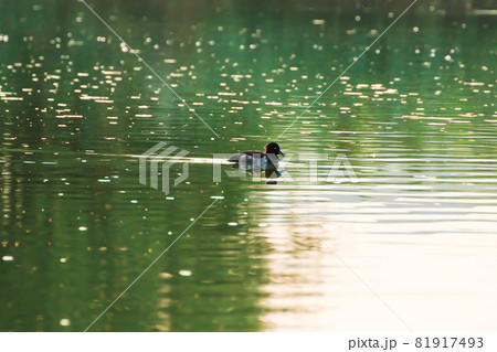 wild ducks on the lake near danube river in Germany. view trough the grass 81917493