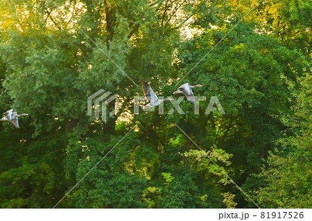 Regensburg, Germany: wild goose flaying near the Danube water stream 81917526