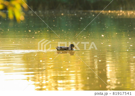 The wild goose float in the evening lake while the golden light reflected in the beautiful water surface. 81917541