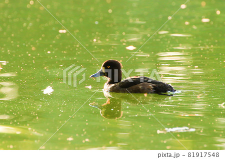 wild ducks on the lake near danube river in Germany wild ducks on the lake near danube river in Germany 81917548