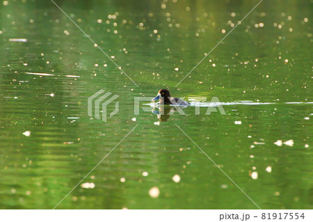 wild ducks on the lake near danube river in Germany 81917554
