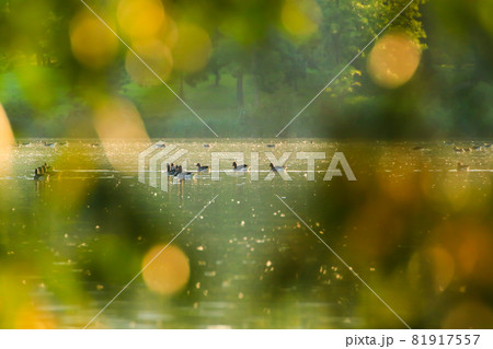 The wild goose float in the evening lake while the golden light reflected in the beautiful water surface. 81917557