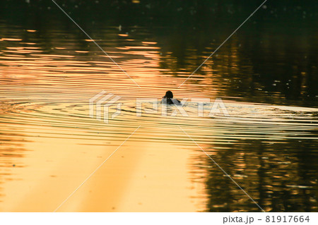 The wild goose float in the evening lake while the golden light reflected in the beautiful water surface. The wild goose float in the evening lake while the golden light reflected in the beautiful water surface. 81917664