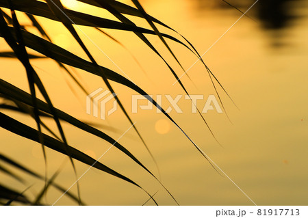 grass and leaves silhouette at sunset near the river 81917713