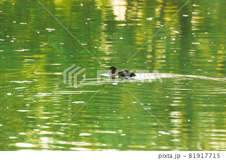 wild ducks on the lake near danube river in Germany wild ducks on the lake near danube river in Germany 81917715