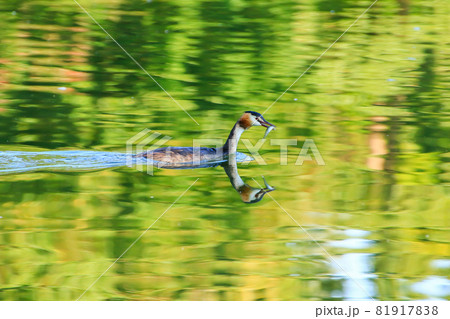 Great crested grebe bird floating on the Danube river Great crested grebe bird floating on the Danube river 81917838