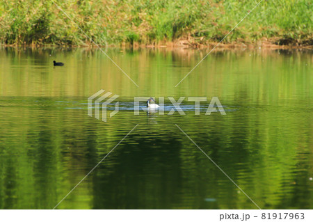 wild ducks on the lake near danube river in Germany 81917963