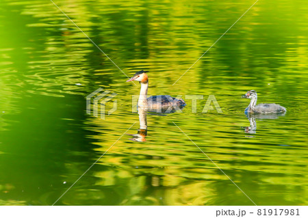 Great crested grebe bird floating on the Danube river Great crested grebe bird floating on the Danube river 81917981