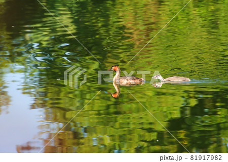 Great crested grebe bird floating on the Danube river 81917982