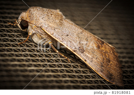 Macro shot of the side of a moth perched on a wire mesh. Macro shot of the side of a moth perched on a wire mesh. 81918081