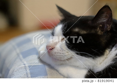 眠っている白黒猫 81919041