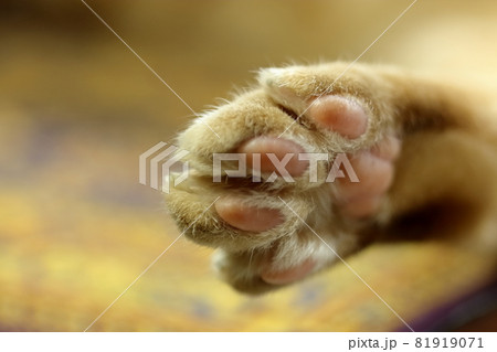 猫の肉球　 81919071
