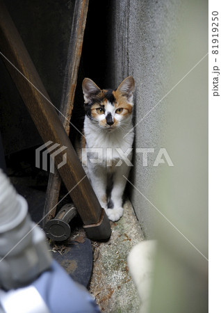 東京銀座の裏通りにいた三毛猫 東京都中央区銀座 81919250
