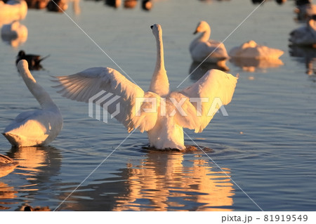 はばたく白鳥の後ろ姿 81919549