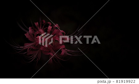 花・植物 彼岸花・曼珠沙華・リコリス 花・植物 彼岸花・曼珠沙華・リコリス 81919922
