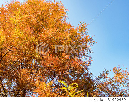 close up of autumn Bald Cypress tree (Taxodium distichum or Sothern cypress ) close up of autumn Bald Cypress tree (Taxodium distichum or Sothern cypress ) 81920429