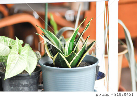 Sansevieria trifasciata Prain, Snake plant or Mother in laws tongue and Arrowhead Vine 81920451