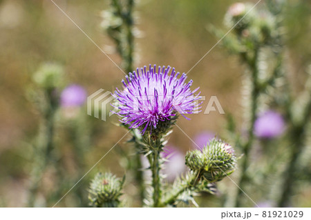 A blooming thistle with pink flowers, in a blooming field. A blooming thistle with pink flowers, in a blooming field. 81921029