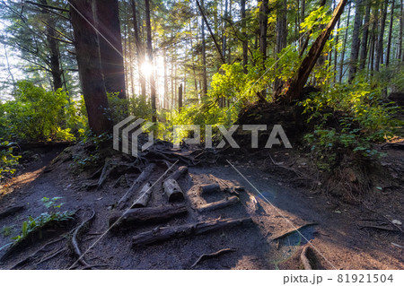 Hiking Path to Mystic Beach in the Vibrant Rainforest Hiking Path to Mystic Beach in the Vibrant Rainforest 81921504