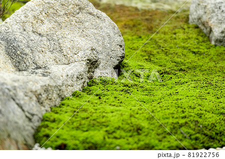 苔と自然石がある和風の庭 81922756