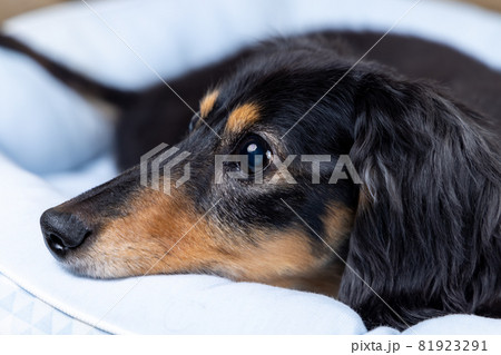 丸形ベッドの縁に頭を乗せて飼主を見る愛犬のダックスフンド 丸形ベッドの縁に頭を乗せて飼主を見る愛犬のダックスフンド 81923291