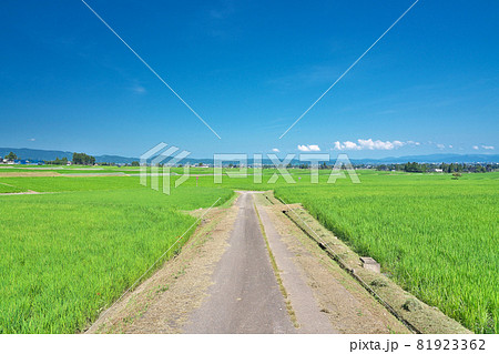 【砺波平野 散居村の風景】 富山県 砺波市 南砺市 81923362