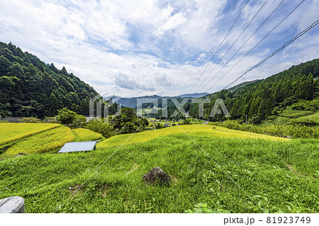 稲刈りが始まった、四谷千枚田（愛知県新城市） 81923749