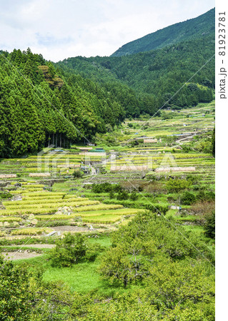 稲刈りが始まった、四谷千枚田(愛知県新城市) 稲刈りが始まった、四谷千枚田(愛知県新城市) 81923781