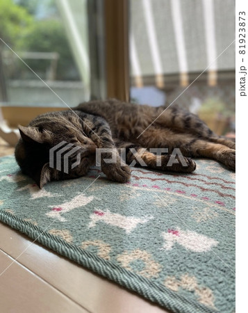 昼寝をする猫 昼寝をする猫 81923873