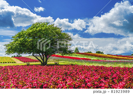 秋の公園と花畑 宮城県加美町の写真素材