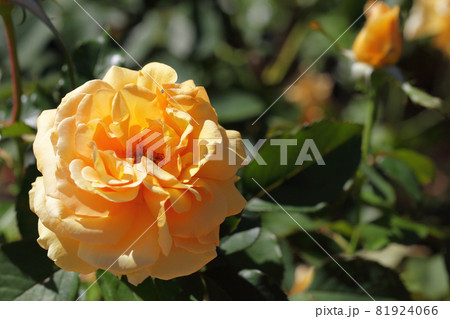 バレンシア・バラの花 81924066